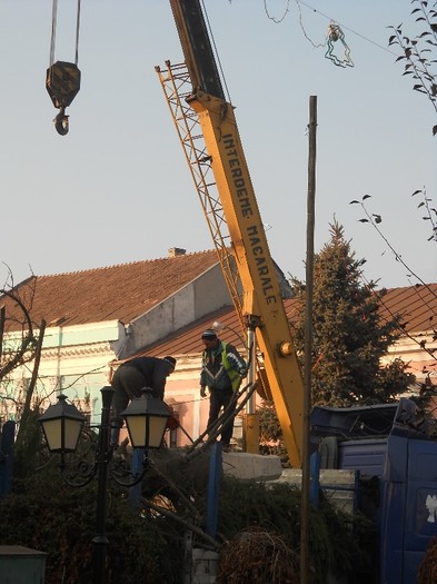 toaletarea în prealabil - soseste bradul