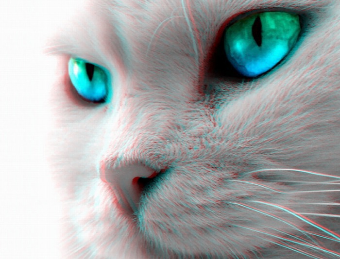 pisica - 3D