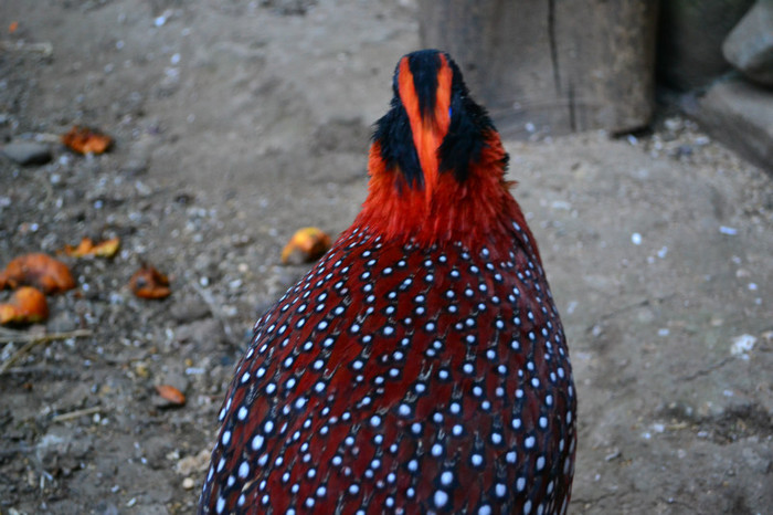 DSC_1313 - fazan tragopan