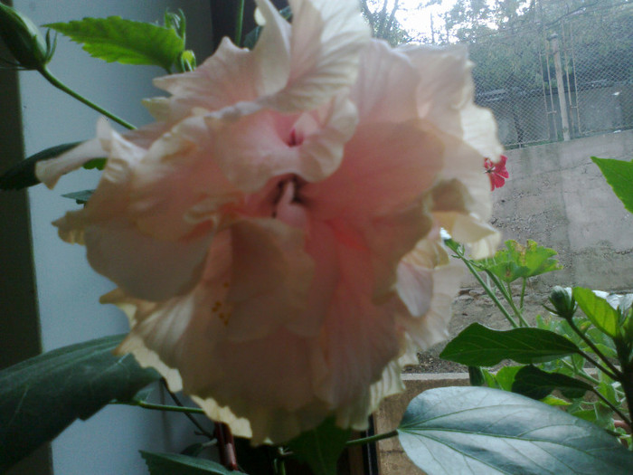 071020111205 - hibi si iar hibi