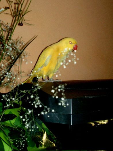 HPIM1450 - Kiki  - papagalii
