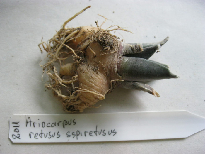 A. retusus ssp.retusus - Ariocarpus