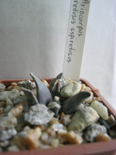 A. retusus ssp.retusus - Ariocarpus