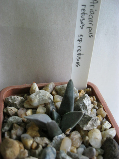 A. retusus ssp retusus