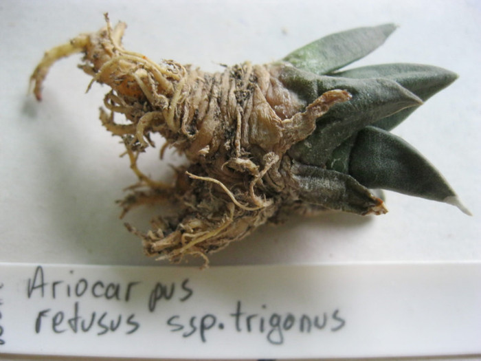 A. retusus ssp.trigonus - Ariocarpus