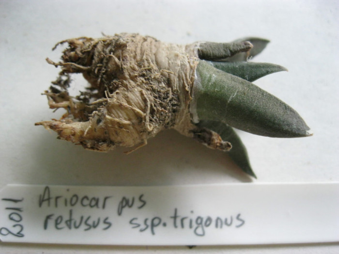 A. retusus ssp.trigonus