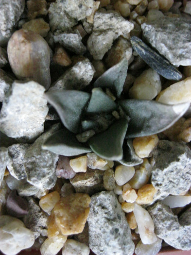 A. retusus ssp.trigonus - Ariocarpus