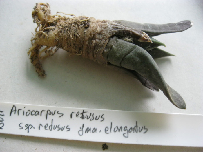 A. retusus ssp.retusus fma.elongatus - Ariocarpus