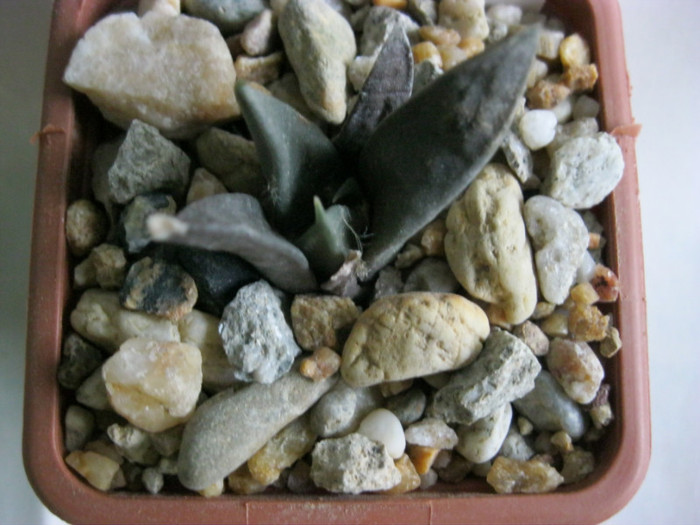 A. retusus ssp.retusus fma.elongatus - Ariocarpus