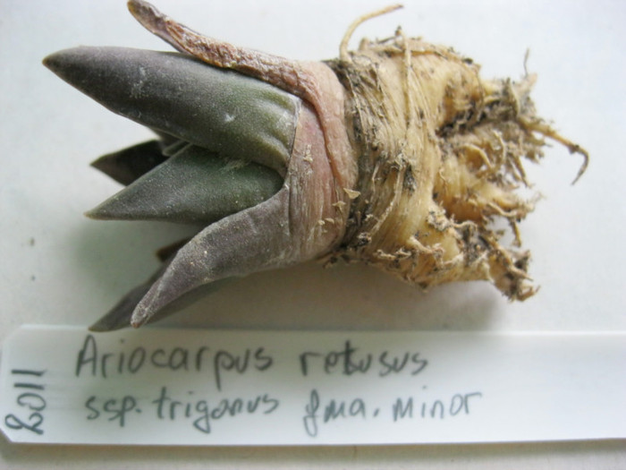 A. retusus ssp.trigonus fma.minor