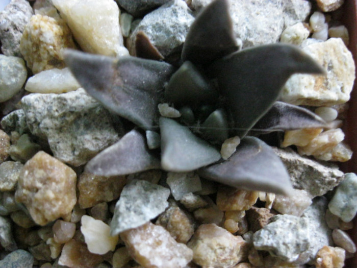 A. retusus ssp.trigonus fma.minor