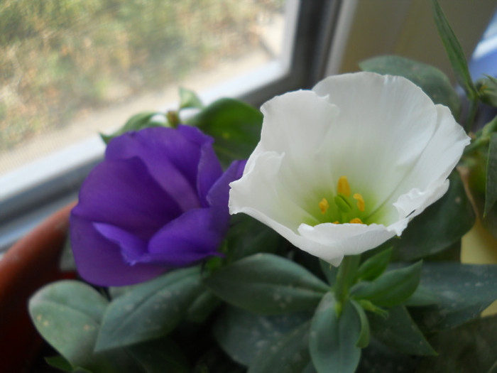 DSCN2202