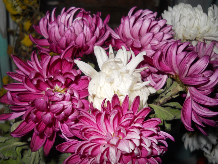 DSCN2185