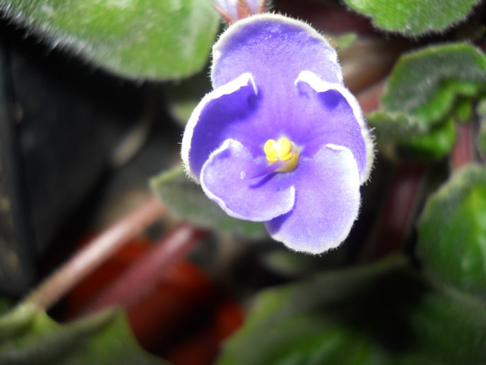 violeta Florentina