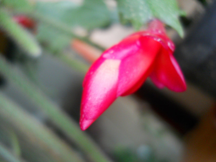 DSCN2206