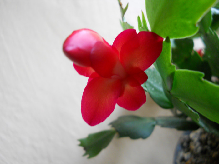 DSCN2207