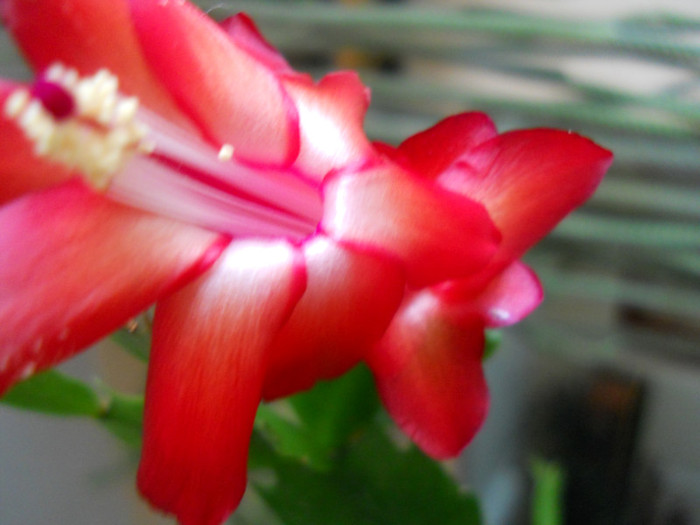 DSCN2208