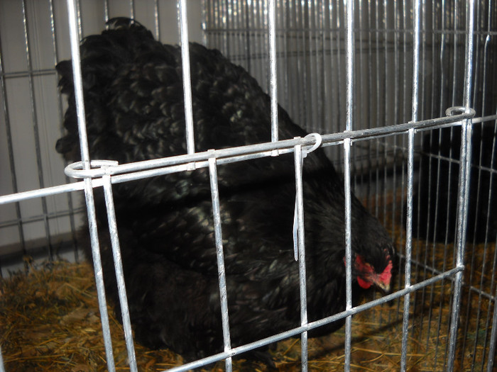 DSCN5166 - EXPOZITIA NATIONALA GALATI 2011