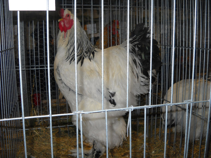 DSCN5167 - EXPOZITIA NATIONALA GALATI 2011