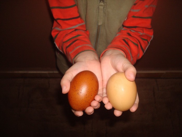Marans - First egg