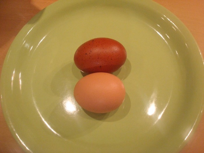 Primul ou de Marans