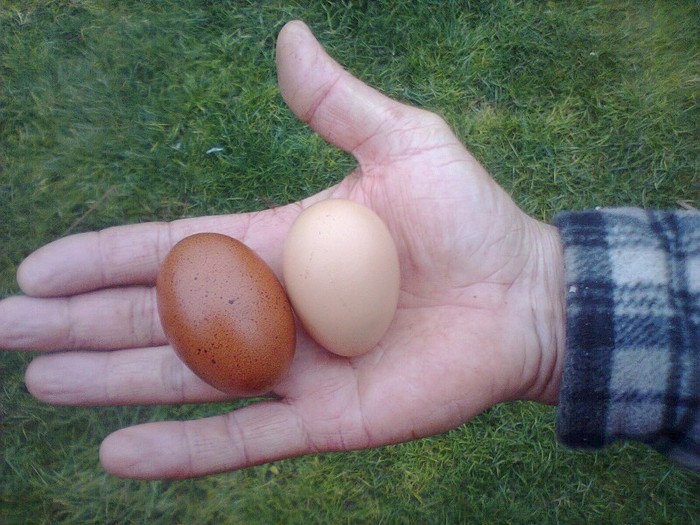 Marans - Das erste Ei