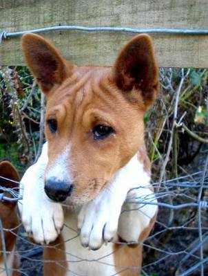 Basenji - alege rasa de catel