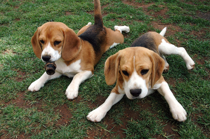 Beagle - alege rasa de catel