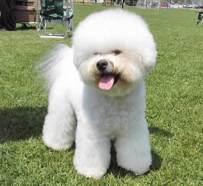 Bichon cu par cret