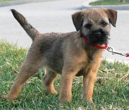 Border Terrier - alege rasa de catel