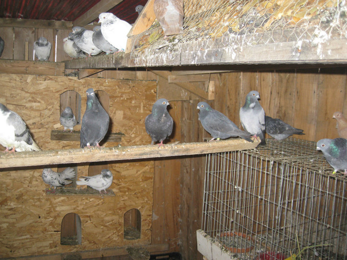 IMG_9073 - Grun Ernestin