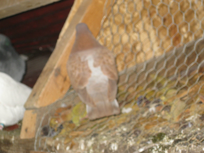 IMG_9074 - Grun Ernestin