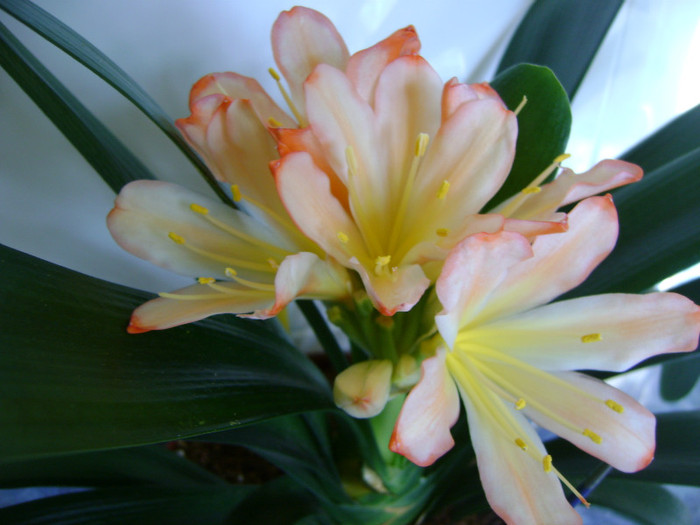  - CLIVIA