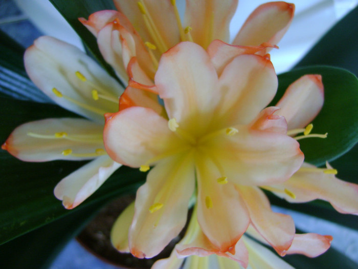  - CLIVIA