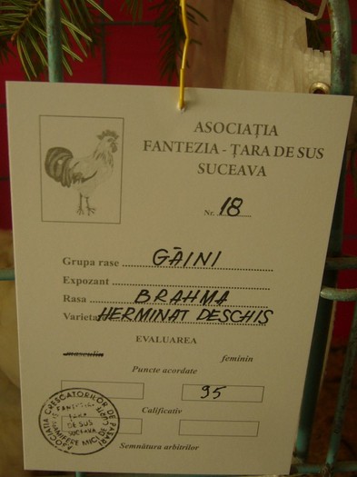 P1170396 - gainile