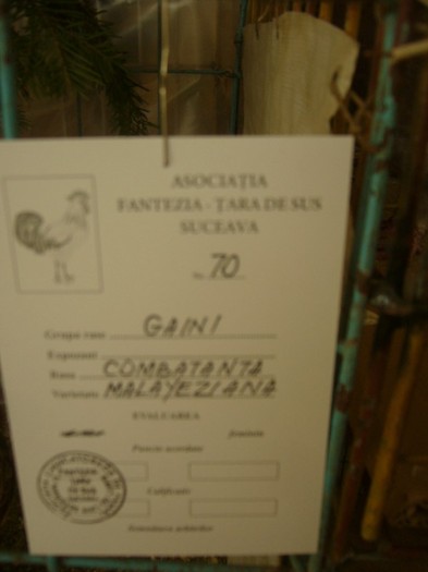 P1170615 - gainile