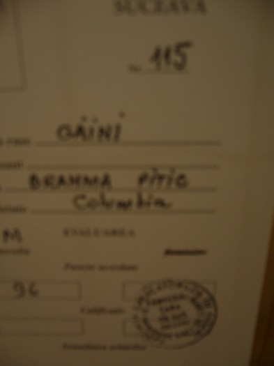 P1170625 - gainile