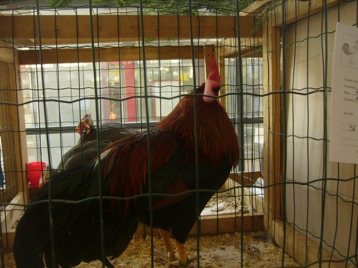 P1170704
