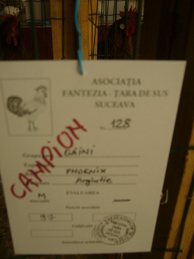 P1170728 - gainile