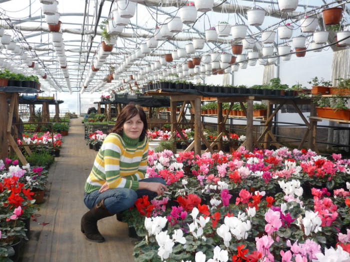 P1000480; Cyclamen
