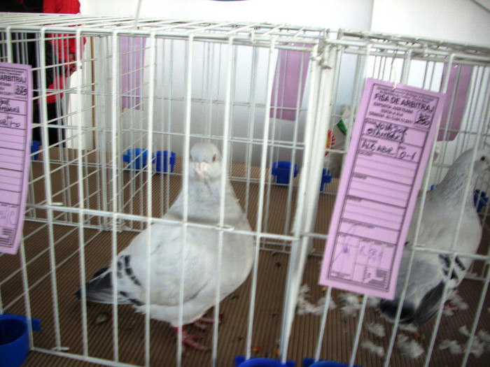 expo 2011 Craiova 066