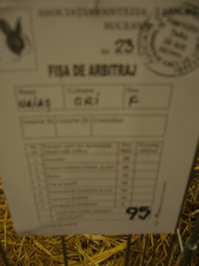 P1170890 - iepuri