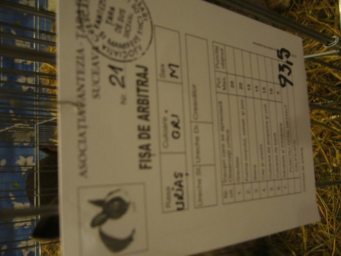 P1170898 - iepuri