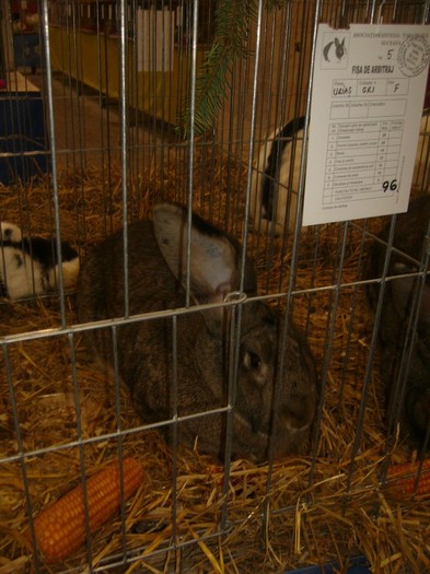 P1170952 - iepuri