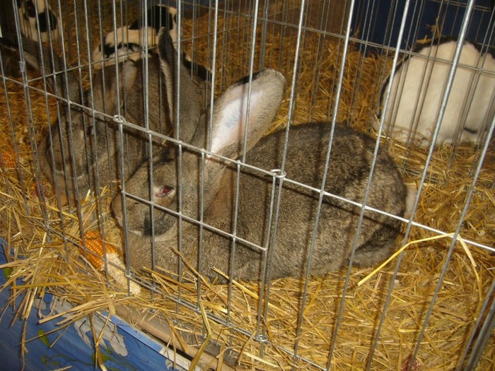 P1170956 - iepuri