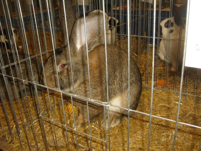 P1170959 - iepuri