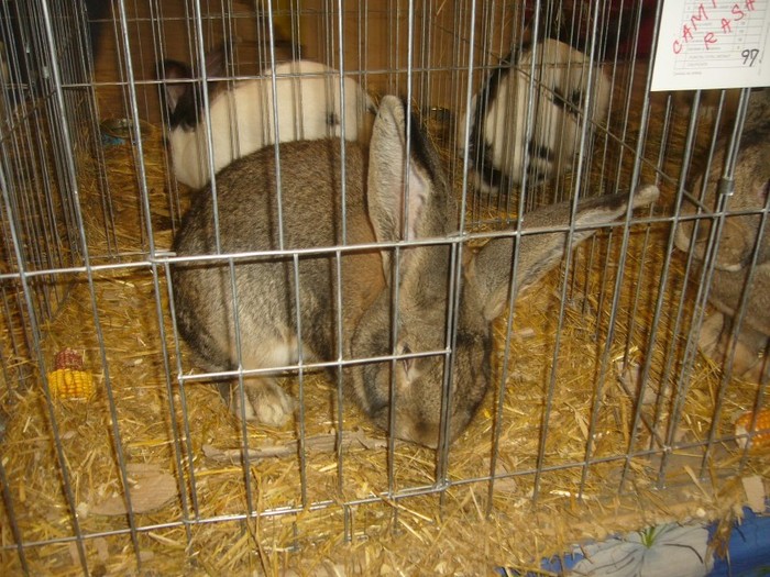 P1170961 - iepuri
