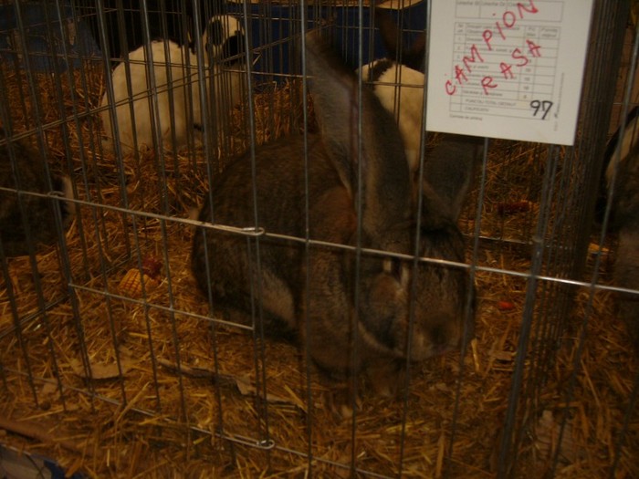 P1170962 - iepuri