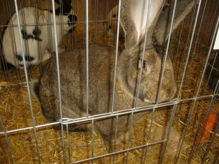 P1170964 - iepuri