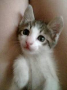 aw - Pui de pisica